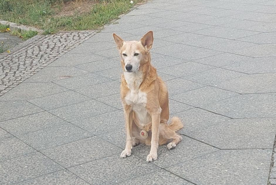 Vermisstmeldung Hund rassenmischung Männliche , 12 jahre Berlin Deutschland Vermisstmeldung Hund rassenmischung Männliche , 12 jahre Berlin Deutschland